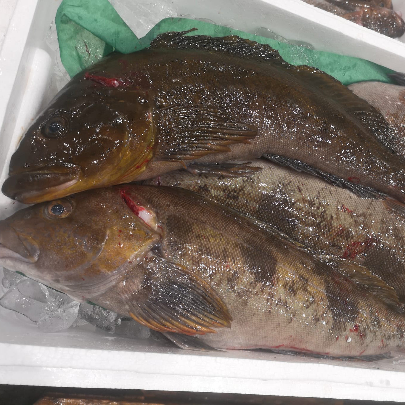 Ainame Fat Greenling / 青森 活〆アイナメ