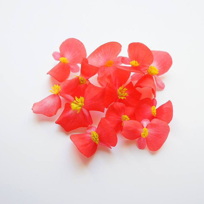 Ichirin Begonia Red