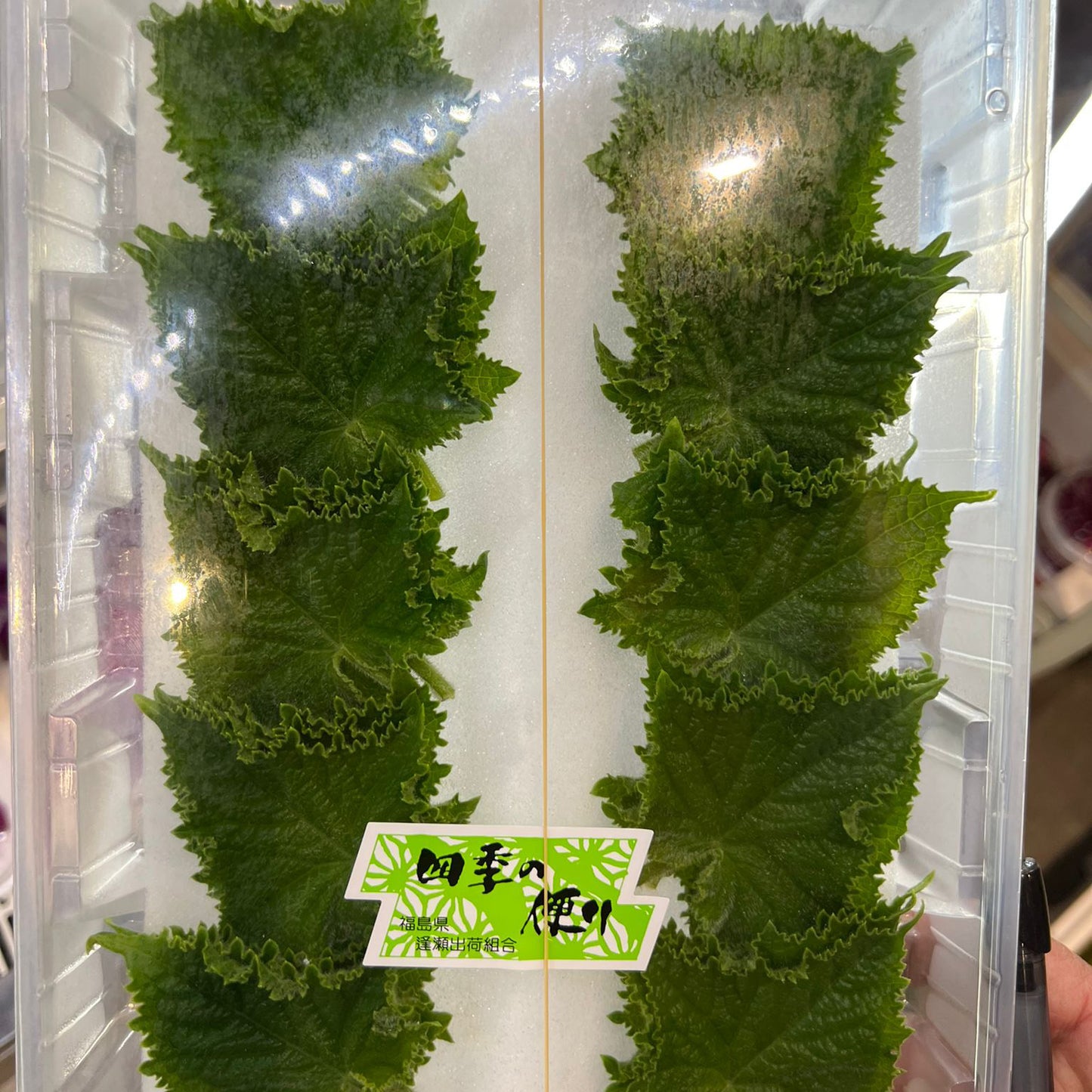 Cucumber Leaves / きゅうり葉