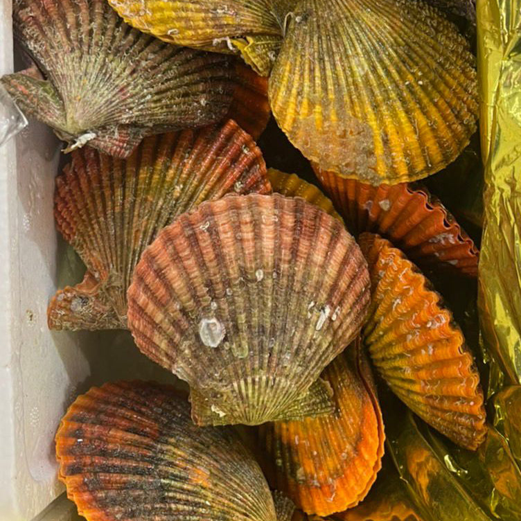 Hiougigai Clam / Noble Clam from Ehime / ヒオウギ貝