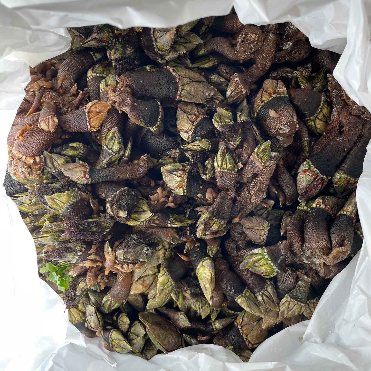 Kamenote Goose Barnacles / 亀の手