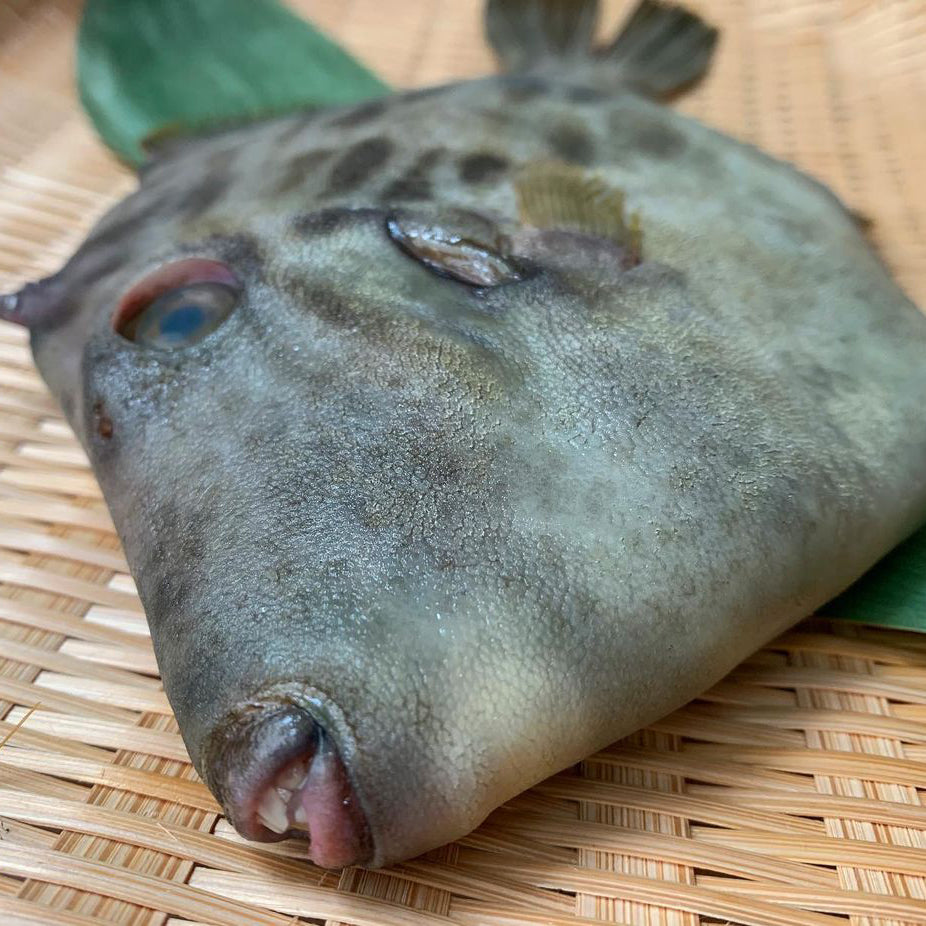 Kawahagi / Thread Sail Filefish / かわはぎ