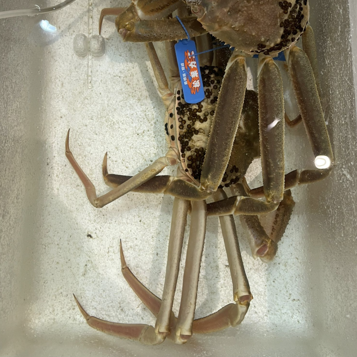 Matsuba Gani / 松葉カニ – Bidfood Singapore Pte Ltd Matsuba Gani / 松葉カニ – Bidfood Singapore Pte Ltd