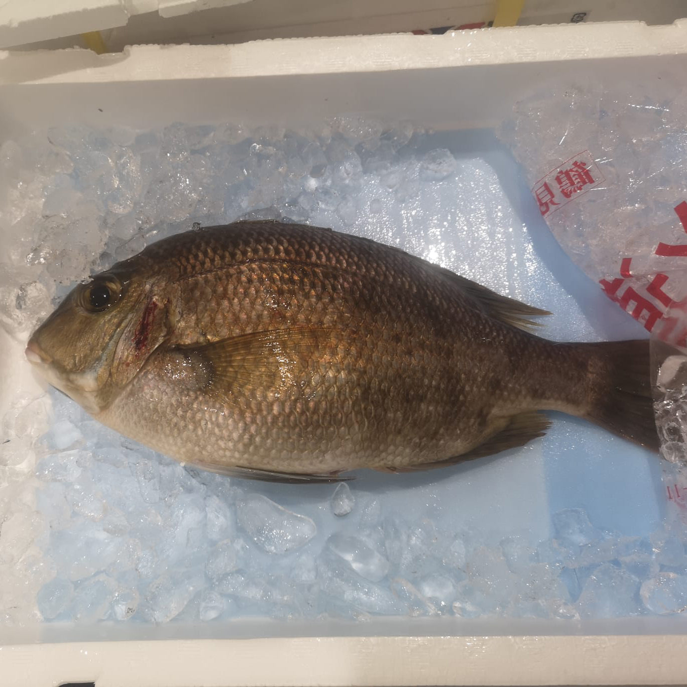 Meichidai Ginkgo fish / 大分 特上メイチ鯛