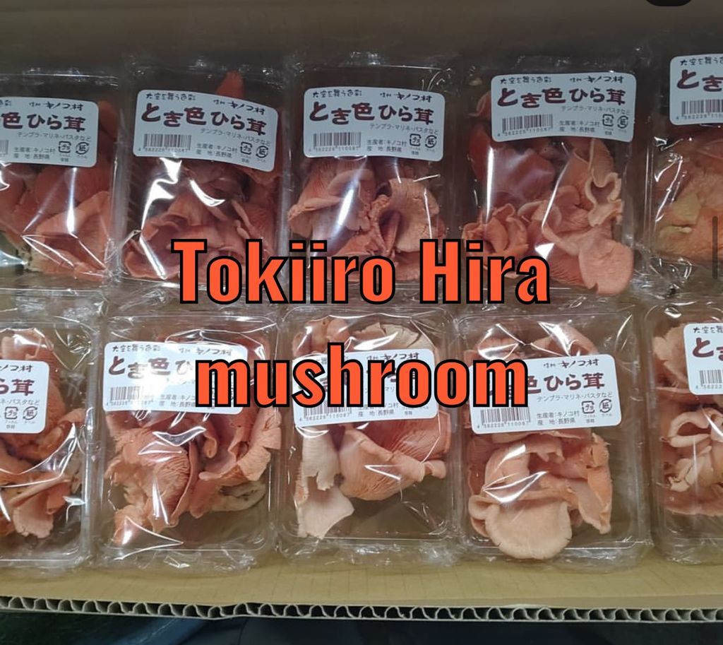 Tokiiro Hiratake / とき色平茸 (100gm / Pkt)