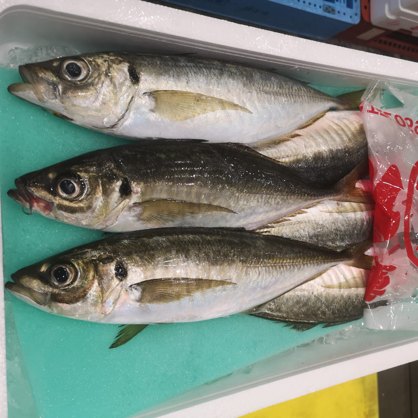 Aji Special Grade Horse mackerel caught by fishing