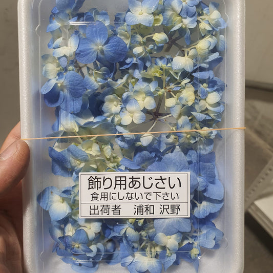 Ajisai Hydrangea