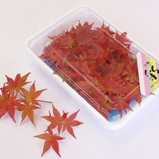 Aka Momiji / Blood Red Maple / 赤もみじ 血汐