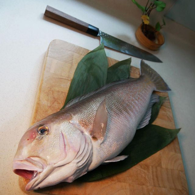 Amadai Tilefish / 甘鯛