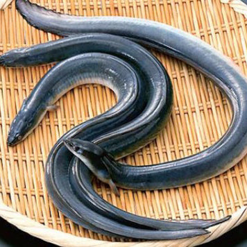 Anago / Salt Water Eel / 穴子