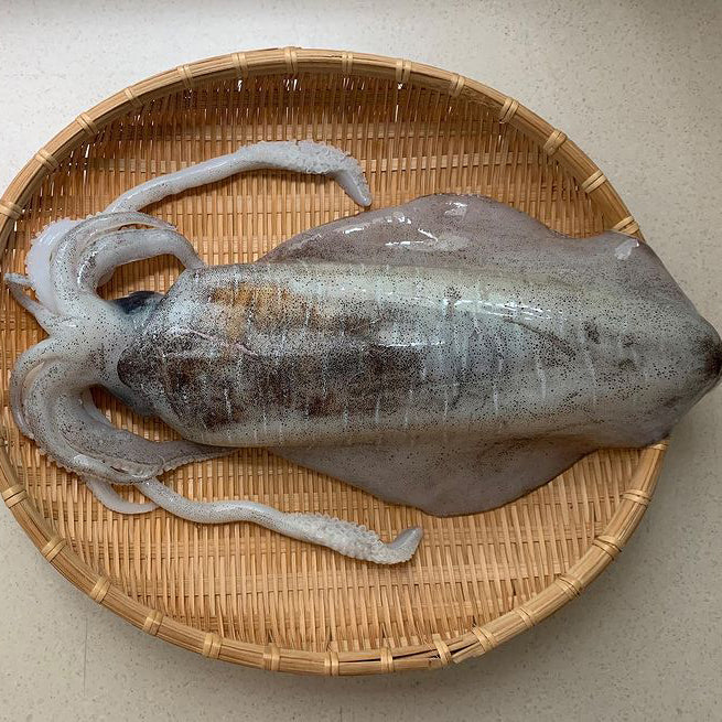 Aori Squid / Bigfin Reef Squid / アオリイカ