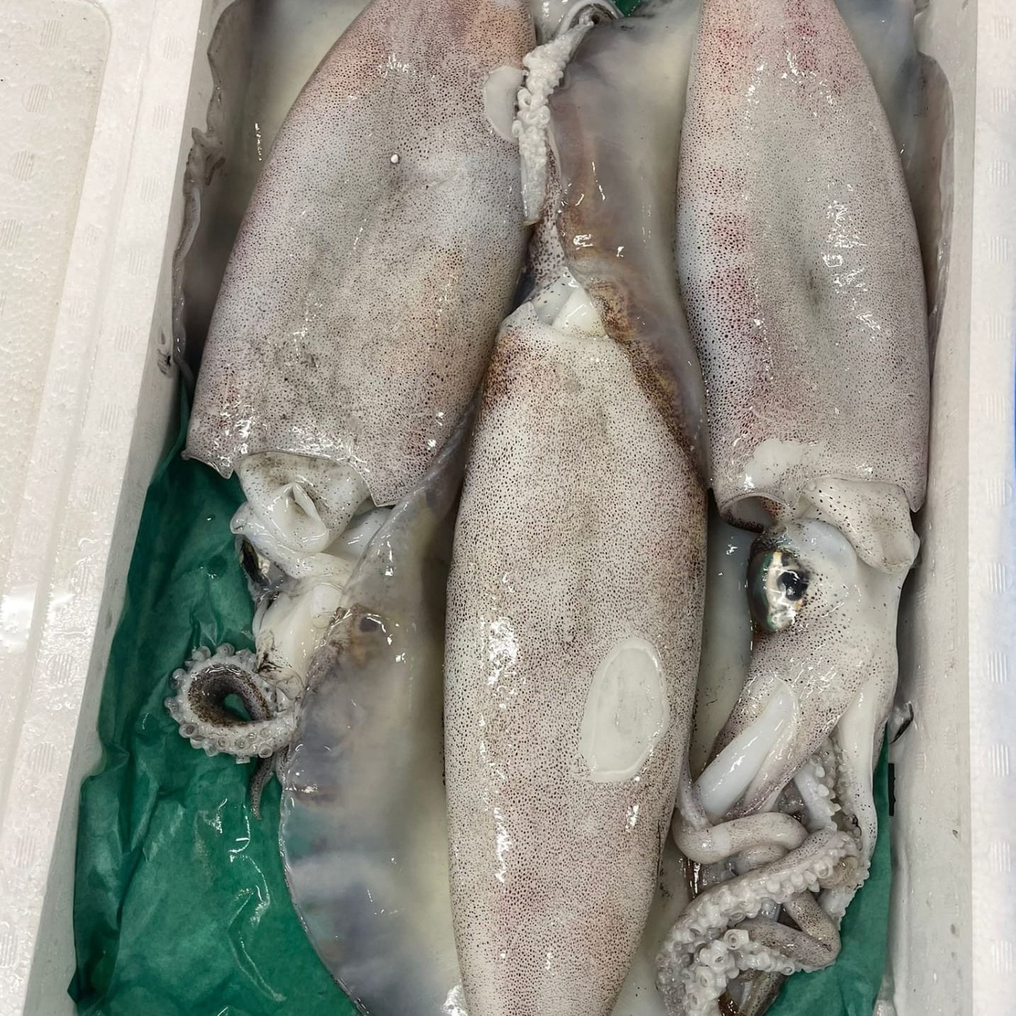 Aori Squid / Bigfin Reef Squid / アオリイカ