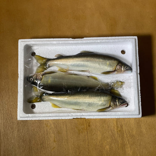 Komochi Ayu (Ayu with roe) from Nagano / 子持ちあゆ 長野など