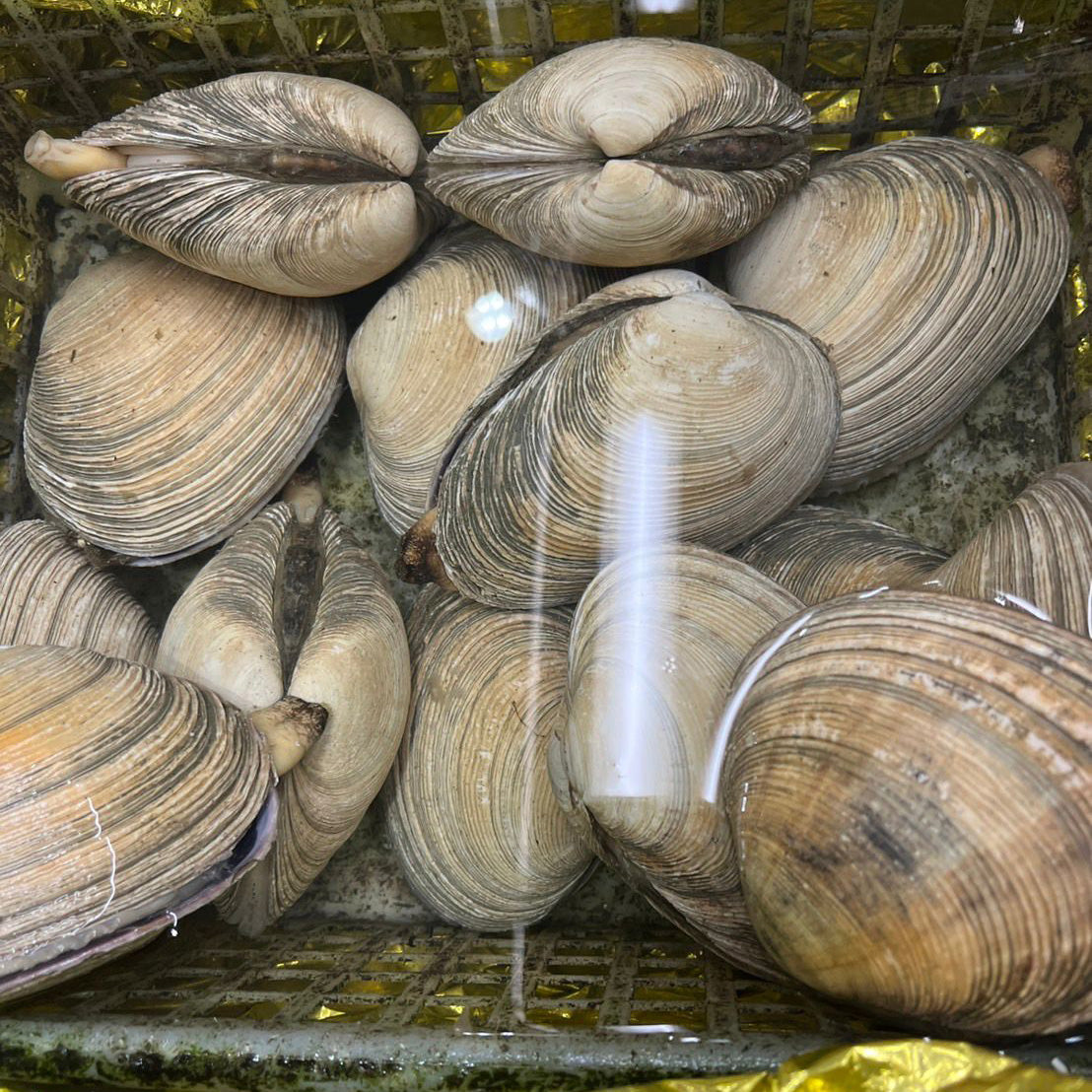 Big Asari Clams / 大アサリ