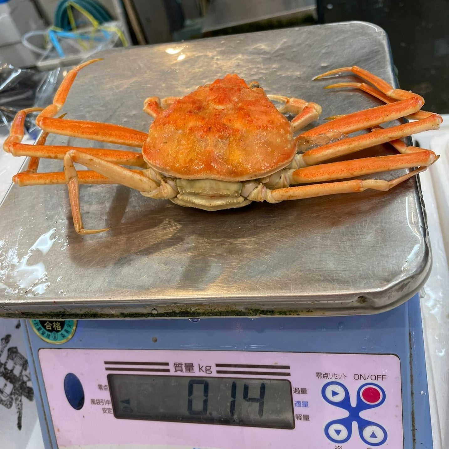 Seiko Crab / セイコカニ