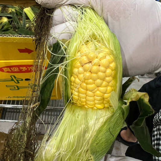 Hokkaido Corn /とうもろこし