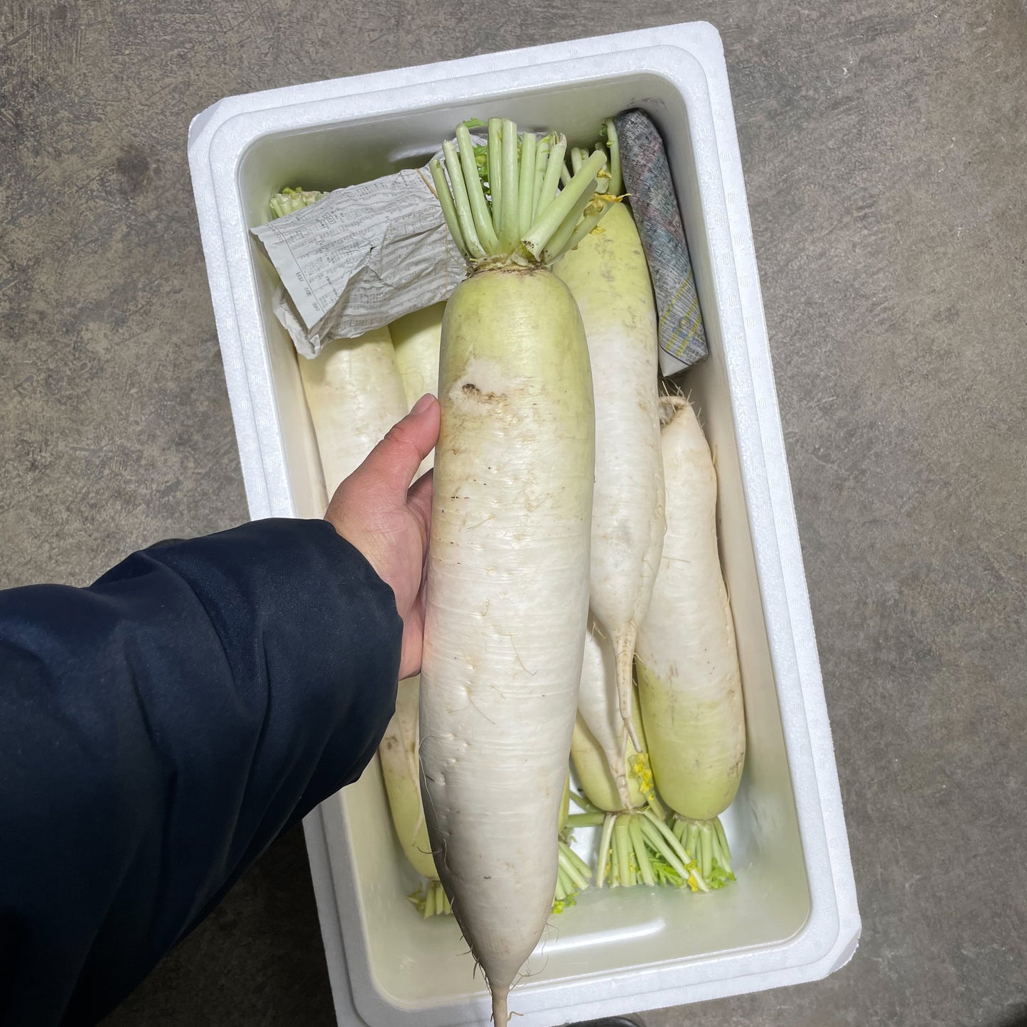 Daikon Radish / 大根