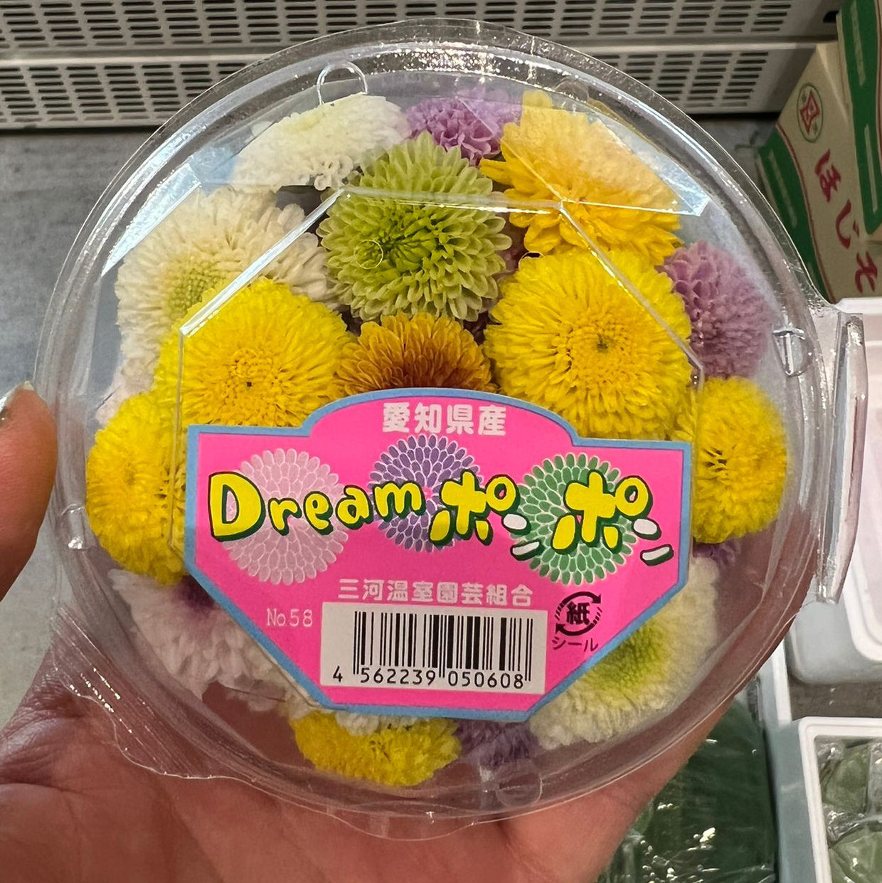 Dream Pom Pom / ドリームポンポン