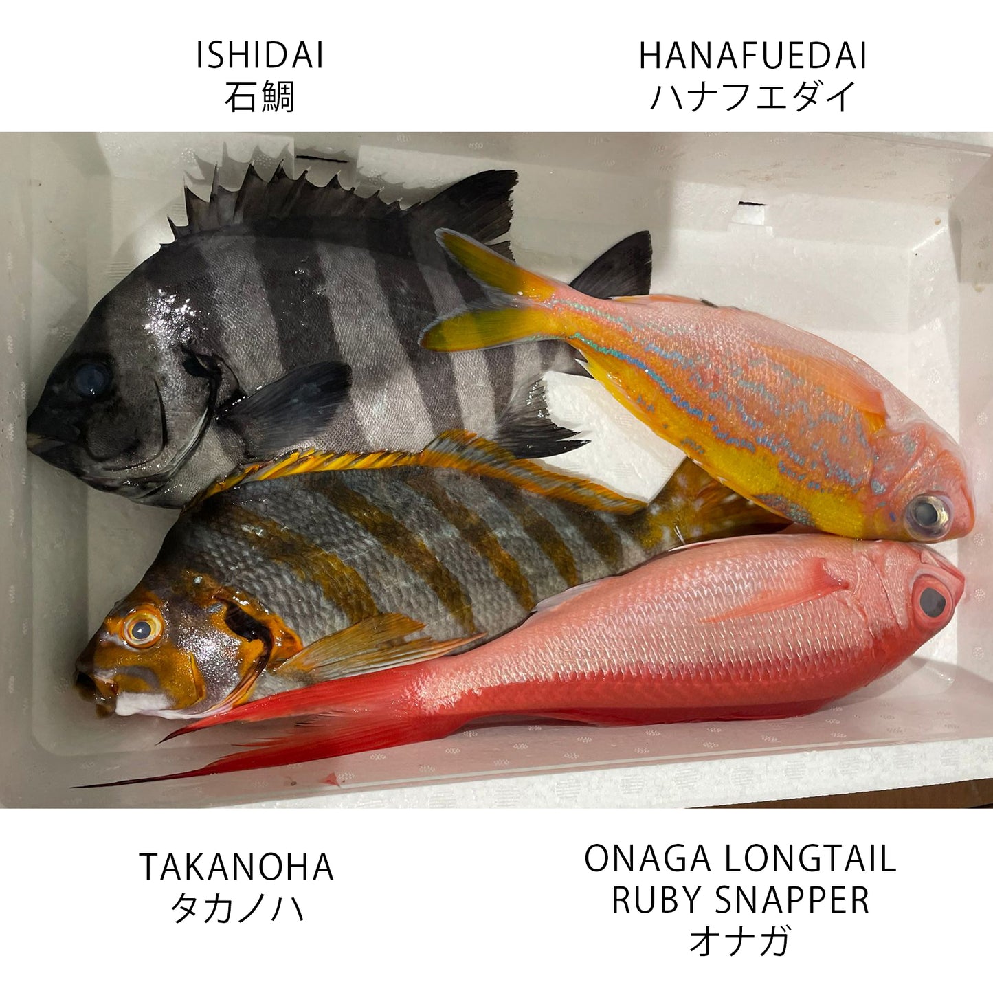 Fish Box Omakase โ Bidfood Singapore Pte Ltd