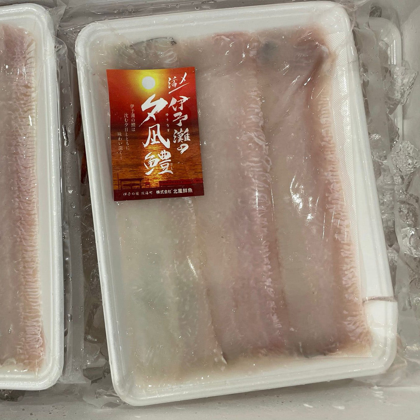 Daggertooth Pike Conger Hamo / 骨切りハモ (500g / pkt)