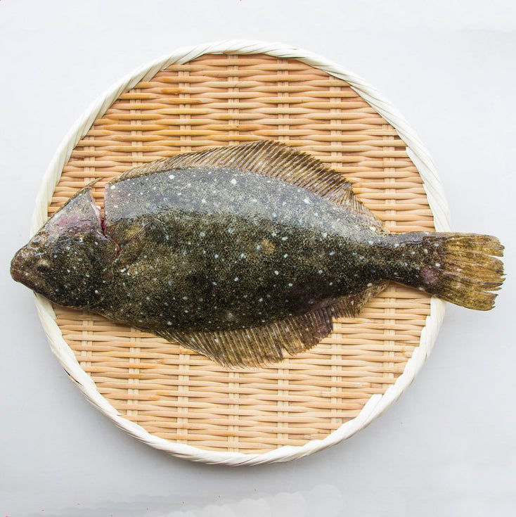 Hirame / 舌平目 (0.8-3kg)