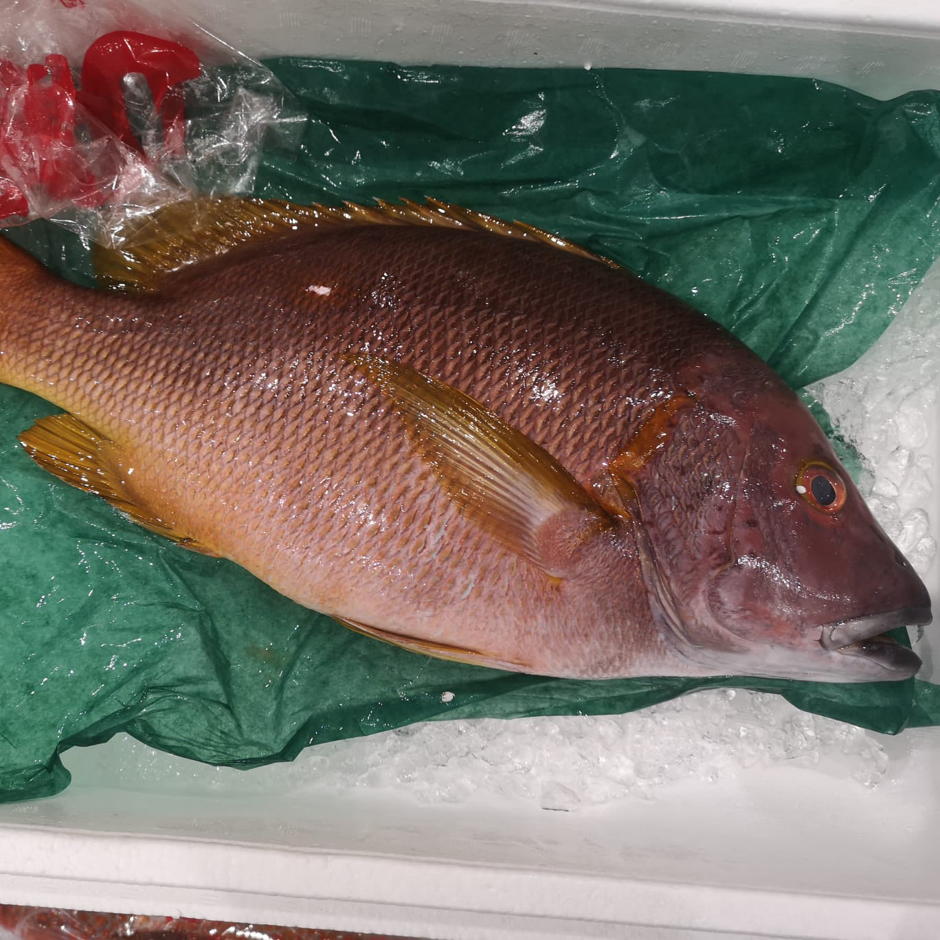 Hitohoshi Fuedai Star Snapper / 鹿児島 ヒトホシフエダイ – Bidfood Singapore Pte Ltd