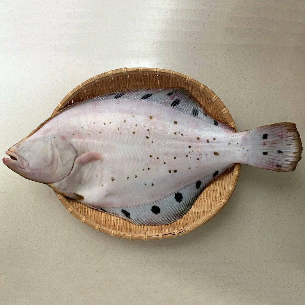 Hoshigarei Starry Flounder