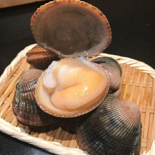 Ishigaki Gai/ Bering Sea Cockle / 石垣貝