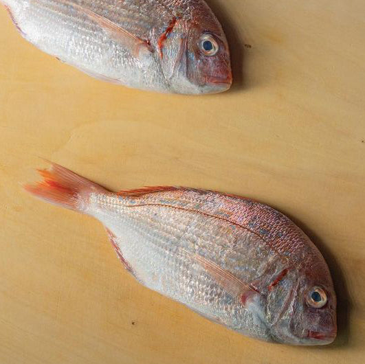 Kasugodai Young Sea Bream / 春子鯛