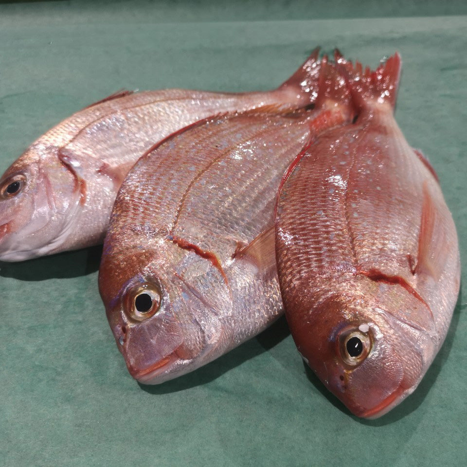 Kasugodai Young Sea Bream / 春子鯛