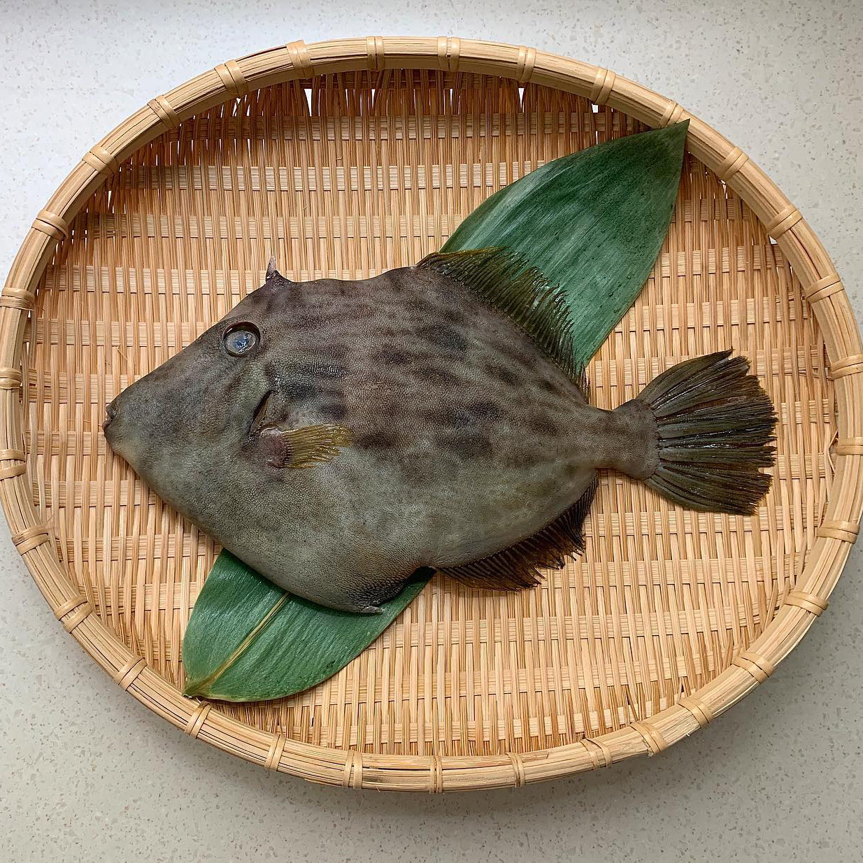 Kawahagi / Thread Sail Filefish /  かわはぎ