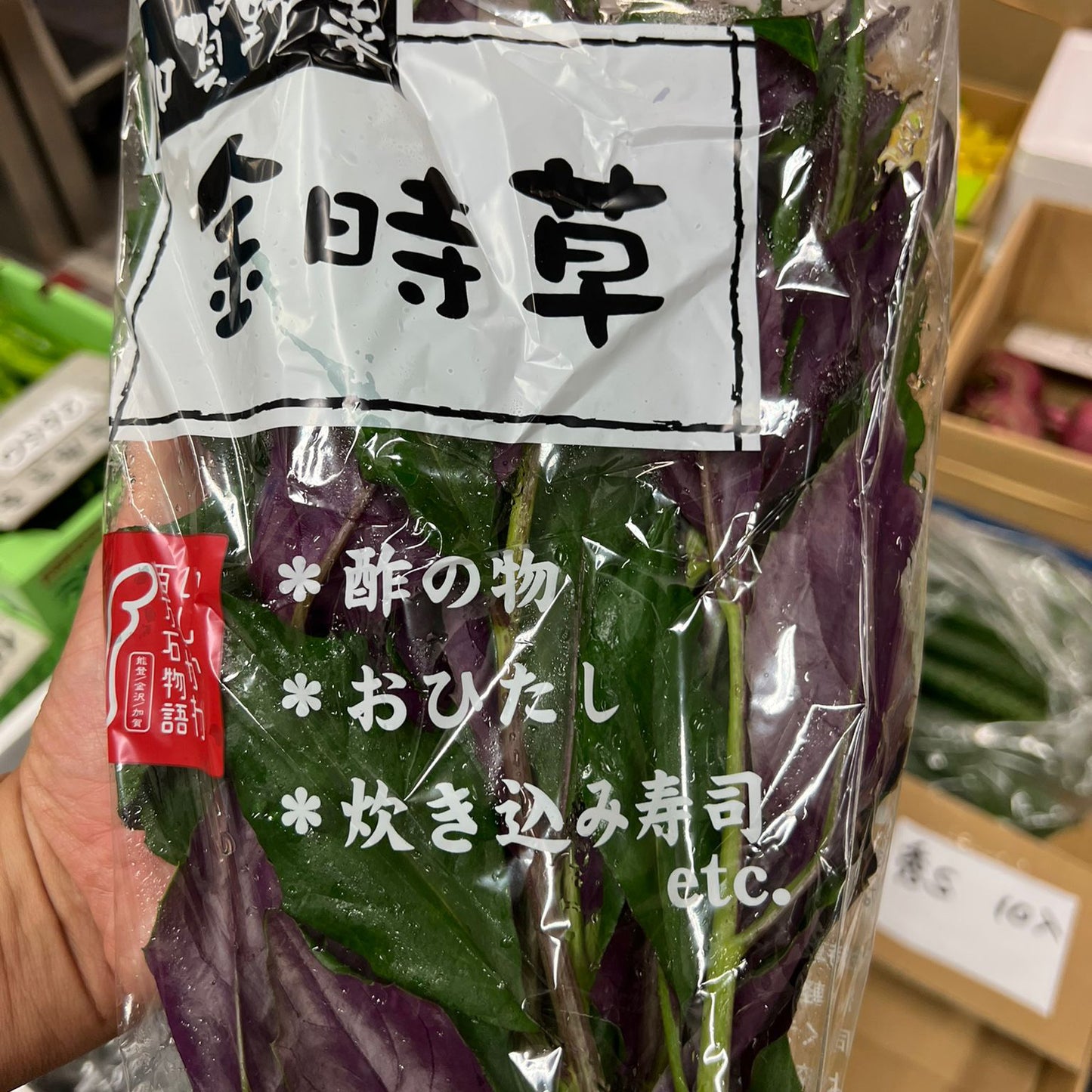 Okinawan Purple Spinach / 金時草　