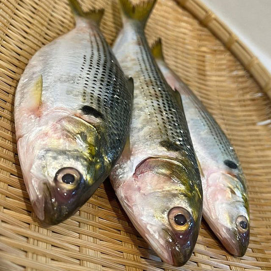 Kohada / Gizzard Shad / コハダ