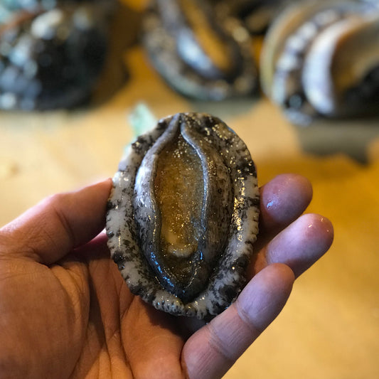 Live Green Lip Abalone from Korea Wando