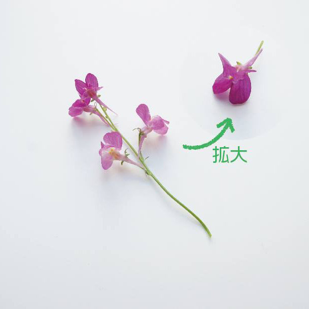 Ichirin Linaria Purple