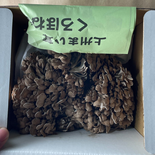 Maitake Mushroom in box / 舞茸