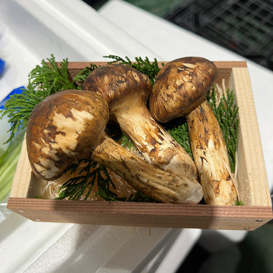 Matsutake Mushroom 100g China