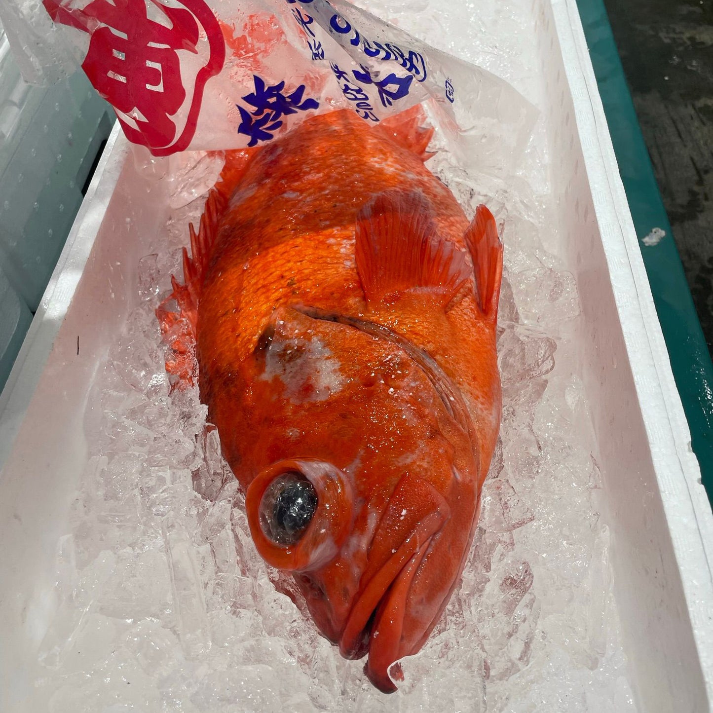 Menuke / Red Rockfish / メヌケ