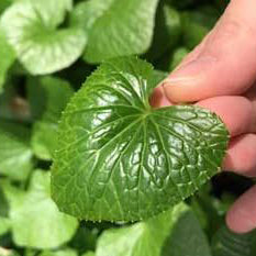 Micro Wasabi Leaf / マイクロ葉わさび 小