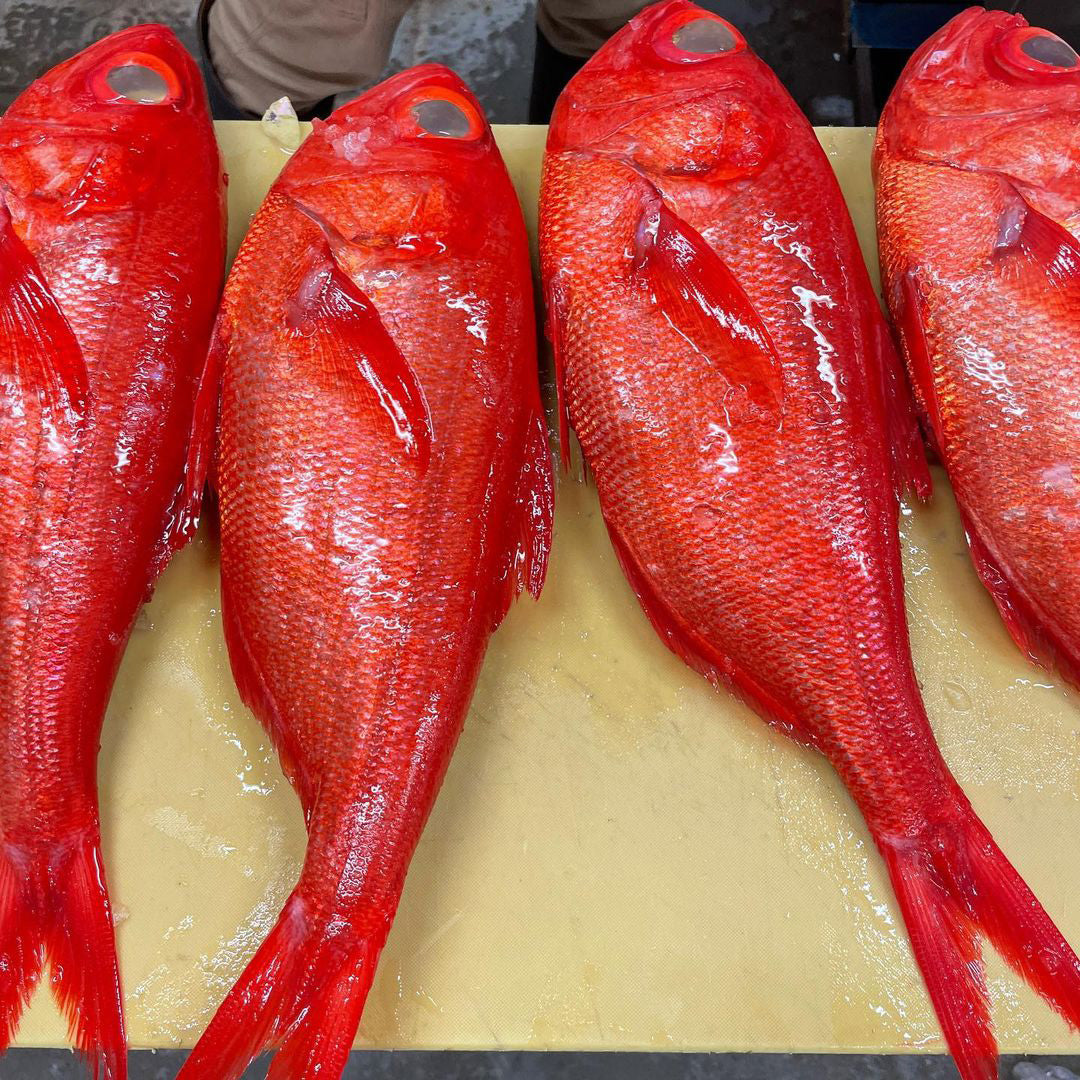 Onaga / Longtail Ruby Snapper / オナガ – Bidfood Singapore Pte Ltd