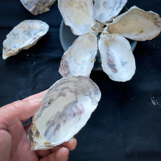 Oyster Shell 9-10cm