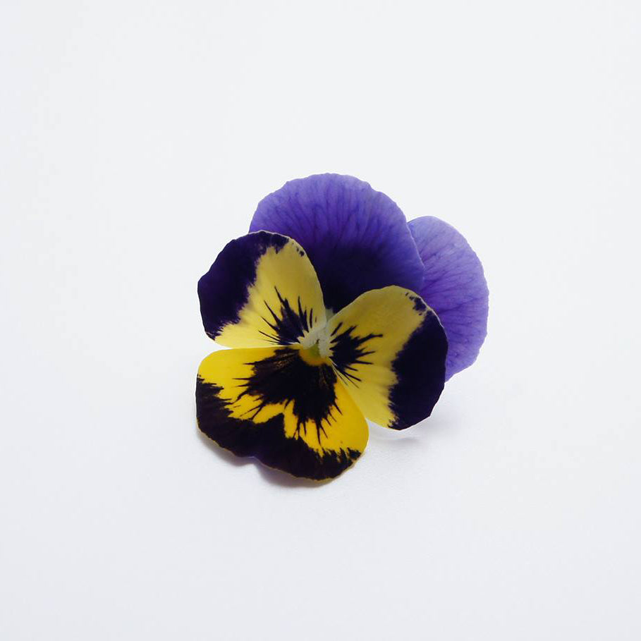 Ichirin Pansy Blue & Yellow