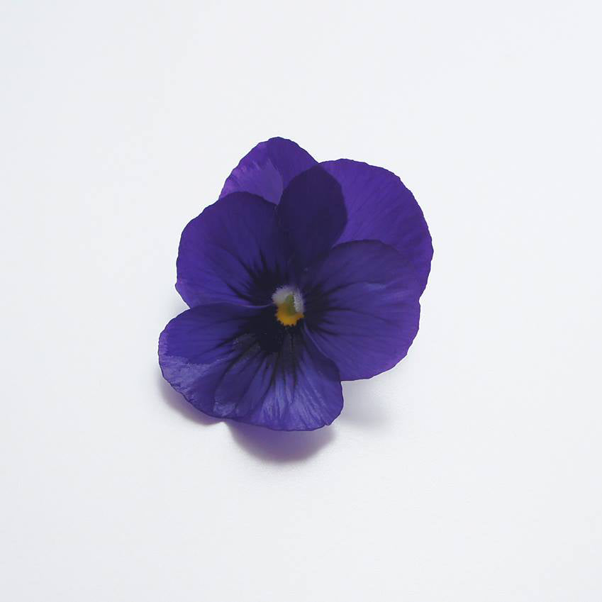 Ichirin Pansy Indigo Blue