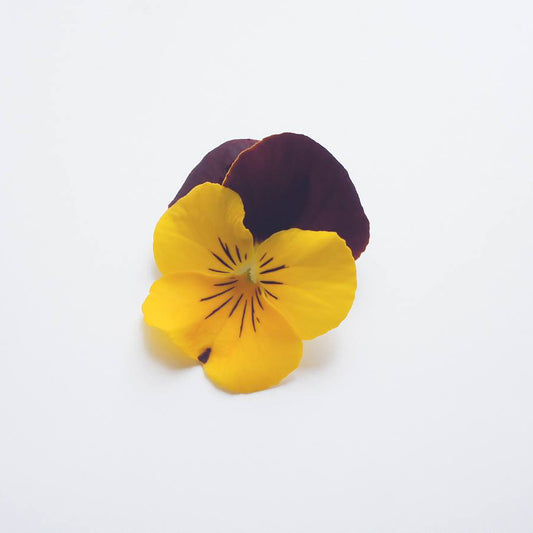 Ichirin Pansy Red & Yellow