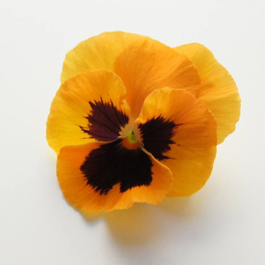 Ichirin Pansy Orange