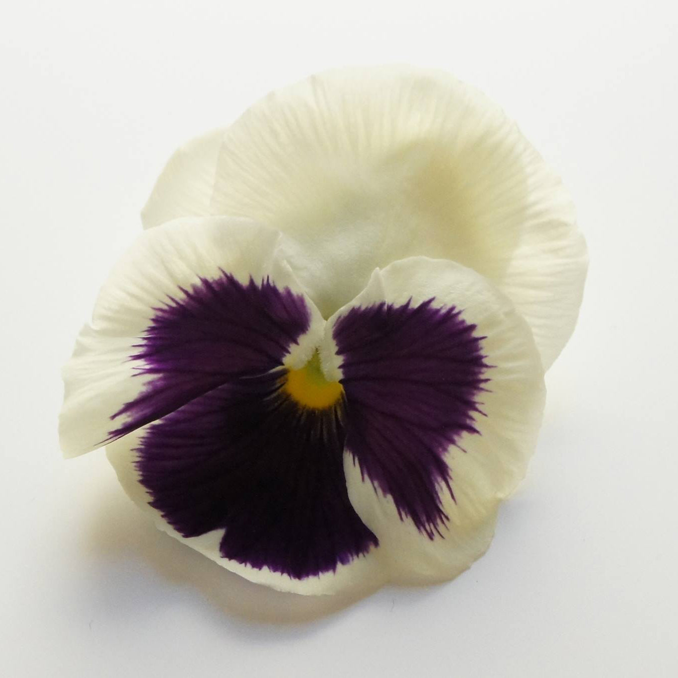 Ichirin Pansy Purple White