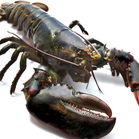 Live Boston Lobster from Canada