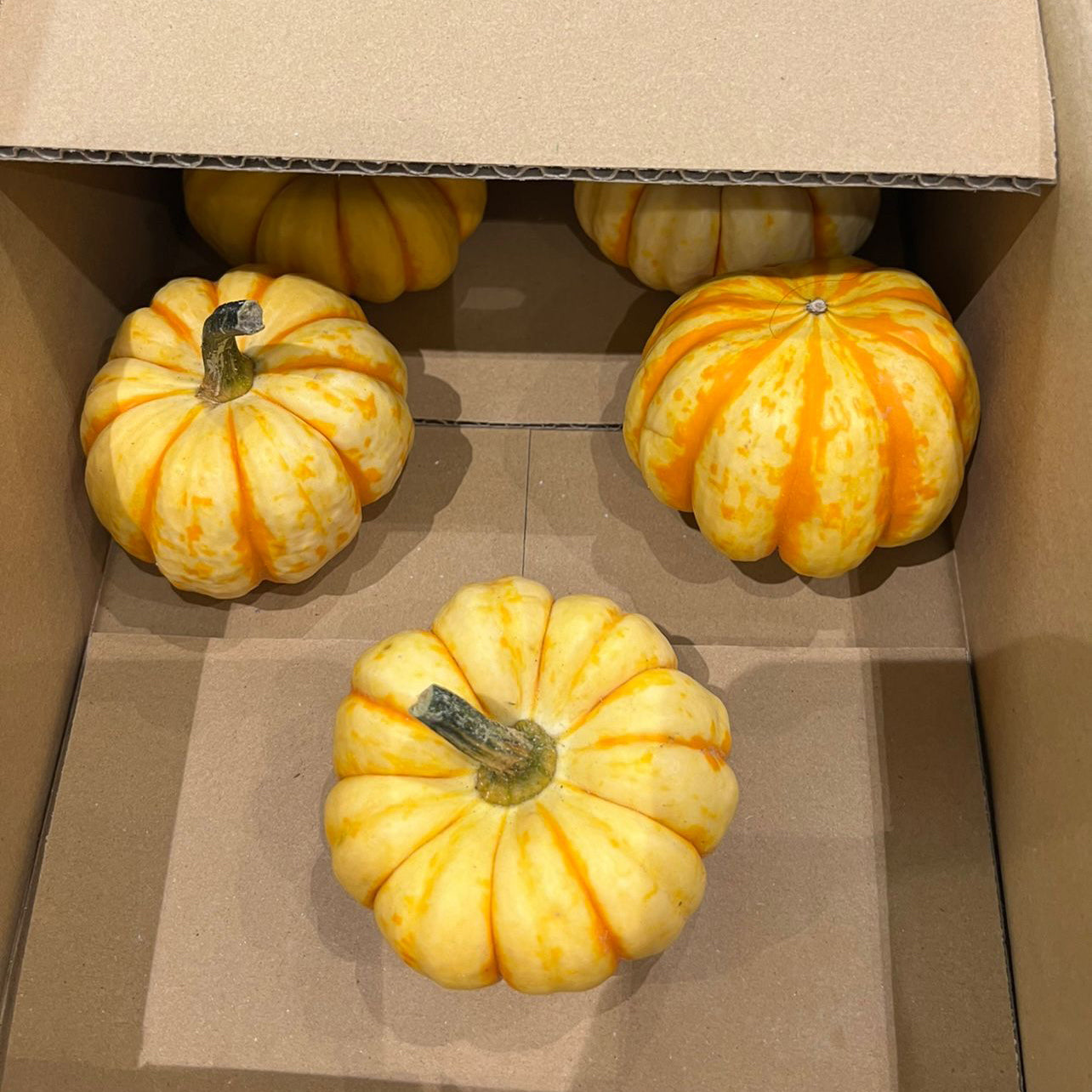 Japanese Vegetable Puccini pumpkin 200-300g