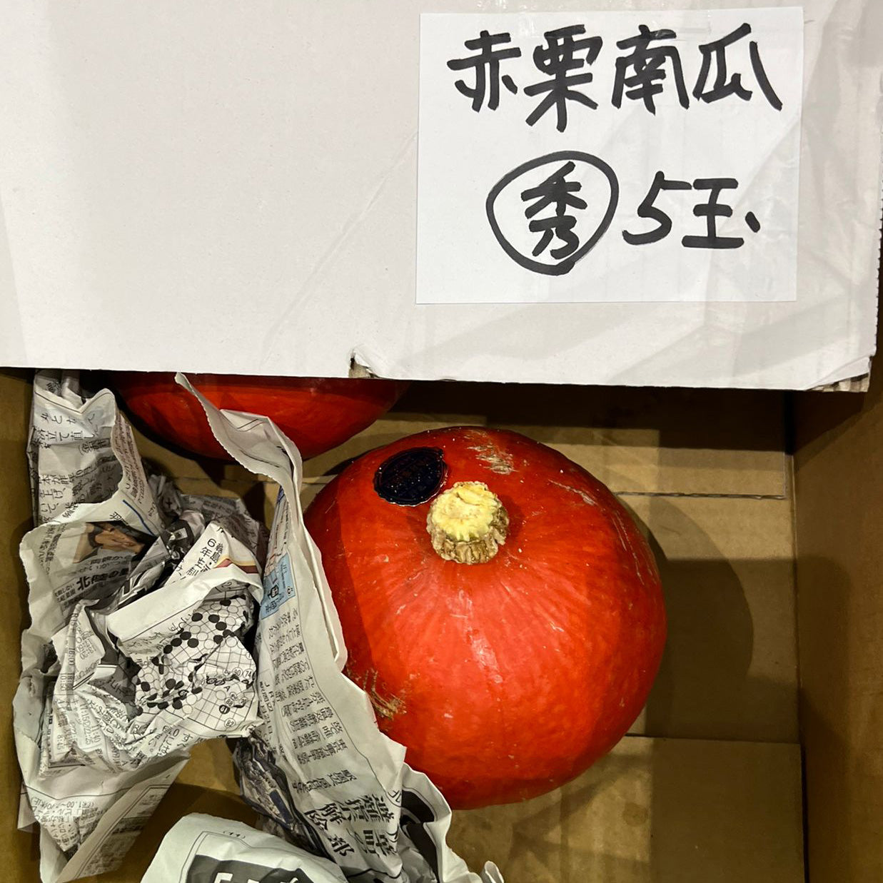 Red Chestnut Pumpkin / 赤栗南瓜