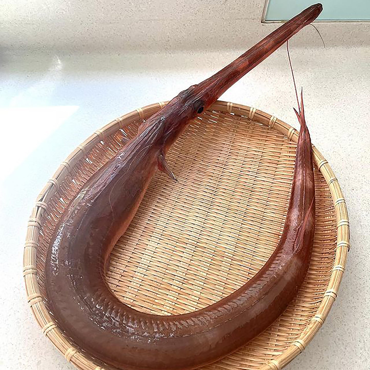 Yagara Cornet Fish / やがら